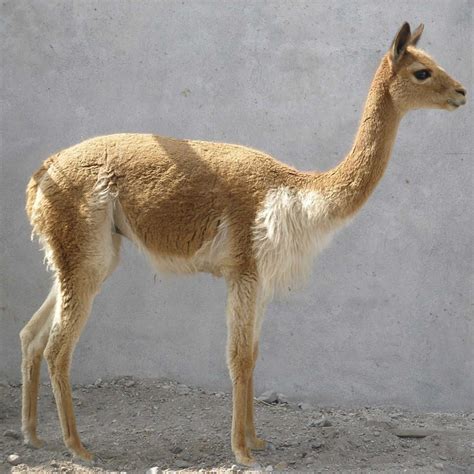 can you buy a vicuna.